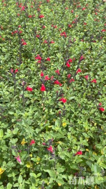 小杯苗樱桃鼠尾草