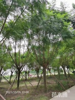 15公分蓝花楹