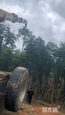 5公分复羽叶栾树