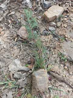 高度25厘米圆柏