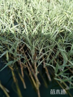 高度10厘米花叶芦竹