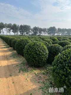 冠幅120厘米卫矛球