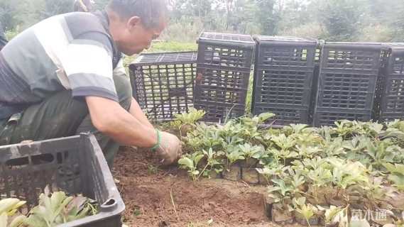 高度15厘米芍药