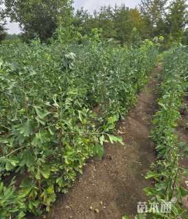 高度80厘米银杏小苗