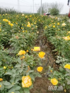 高度30厘米黄花月季小苗