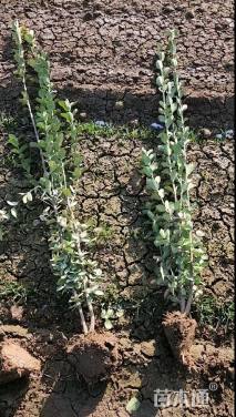 高度150厘米北海道黄杨