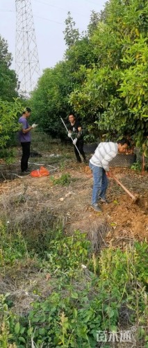 高度300厘米冬珊瑚