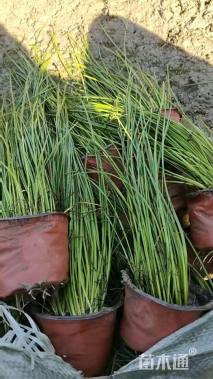 高度30厘米葱兰