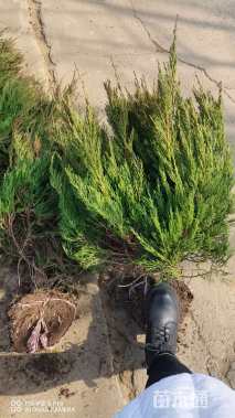 冠幅50厘米龙柏球