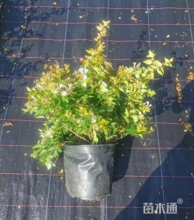 高度20厘米大花六道木