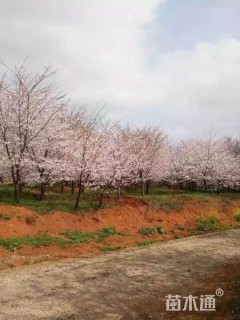 28公分染井吉野樱