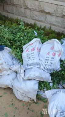 高度50厘米蔷薇