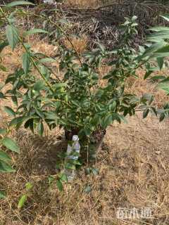 高度150厘米连翘