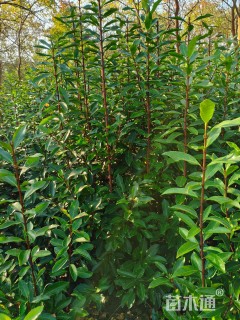 高度200厘米法国冬青