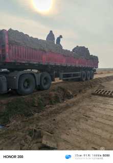 草卷状百慕大草