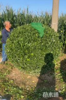 冠幅150厘米冬青球