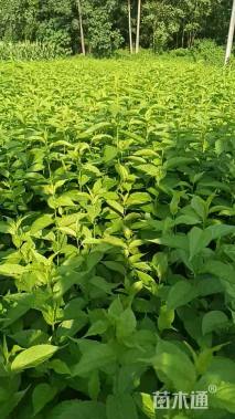 高度30厘米杜仲小苗