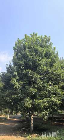 15公分美国红枫