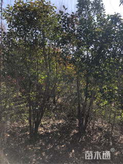 高度250厘米丛生大叶女贞