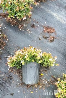 高度20厘米大花六道木