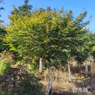 17公分日本红枫-红舞姬