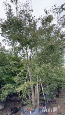 高度320厘米朱华羽衣