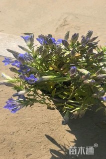 高度10厘米龙胆花