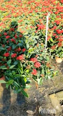 高度35厘米泰国龙船花