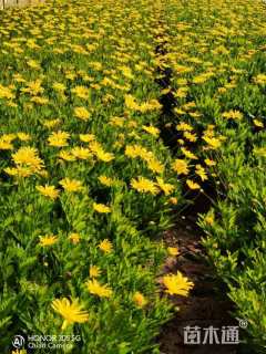 高度25厘米木春菊