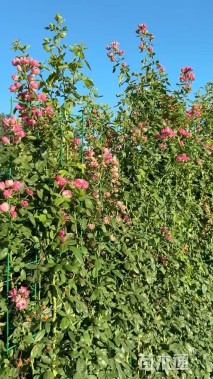 高度40厘米大花月季