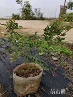 高度40厘米月季