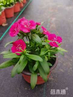 高度10厘米常夏石竹