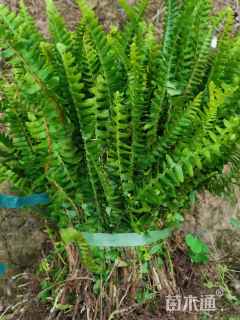 高度50厘米肾蕨