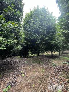 高度350厘米高杆茶花树