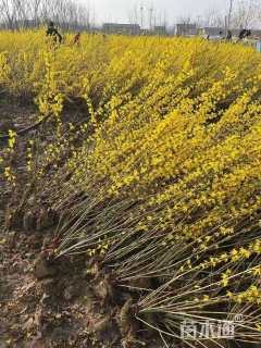 高度80厘米连翘小苗