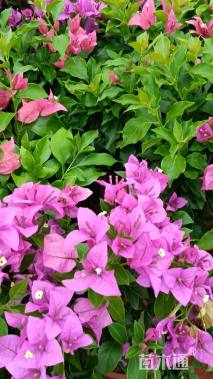 高度40厘米花叶勒杜鹃