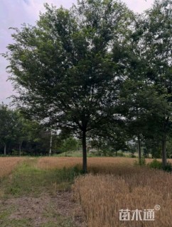 22公分基地供应单杆榉树22-23公分