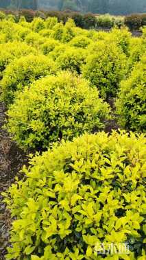 高度60厘米黄金枸骨球