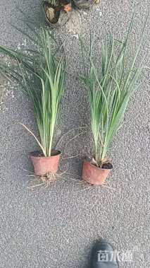 高度35厘米马莲