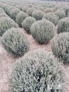 冠幅80厘米刺柏球