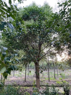 14公分大叶女贞