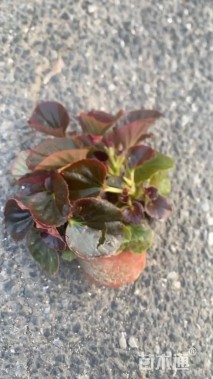 高度13厘米四季海棠