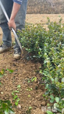 冠幅25厘米茶梅球