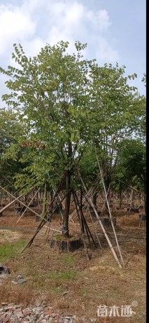 高度600厘米紫荆