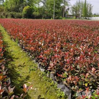 高度40厘米红叶石楠小苗