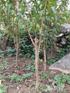 高度60厘米蜂糖李
