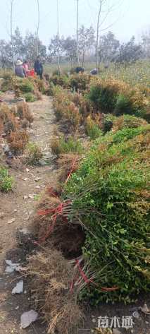 高度30厘米瓜子黄杨