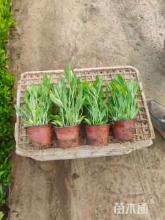 高度30厘米假龙头