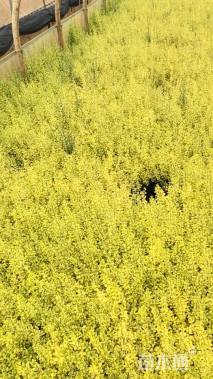 小杯苗亮晶女贞小苗