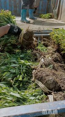 高度20厘米绣线菊